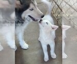 Small Photo #9 Siberian Husky Puppy For Sale in TUCSON, AZ, USA