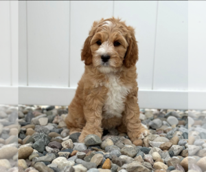 Australian Labradoodle Puppy for Sale in ARCHBOLD, Ohio USA