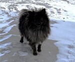 Small Photo #1 Pomeranian Puppy For Sale in OWEN, WI, USA