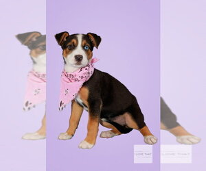 Labrador Retriever-Unknown Mix Dogs for adoption in The Woodlands, TX, USA