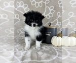 Small #4 Pomeranian