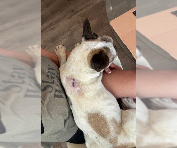 Medium Photo #5 French Bulldog Puppy For Sale in San Diego, CA, USA
