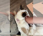 Small #4 French Bulldog