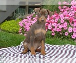 Small #2 Miniature Pinscher