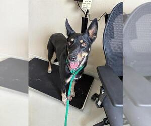 Texas Heeler-Unknown Mix Dogs for adoption in Santa Cruz, CA, USA