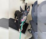 Small Texas Heeler Mix