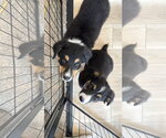 Small #6 Border Collie Mix