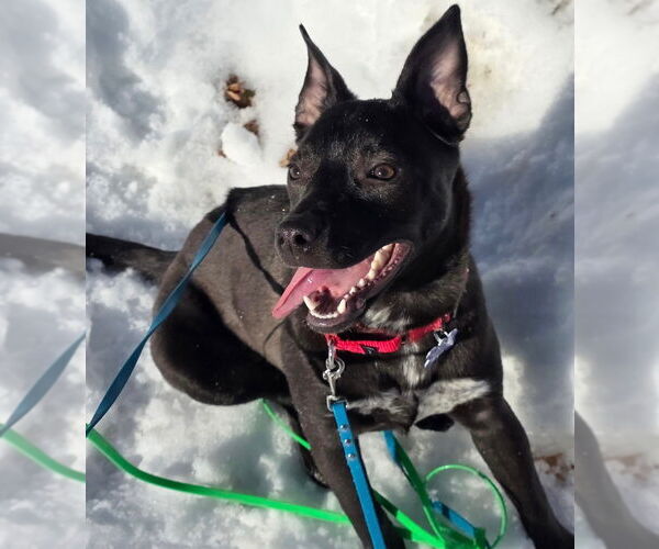 Medium Photo #10 Mutt Puppy For Sale in Oak Bluffs, MA, USA