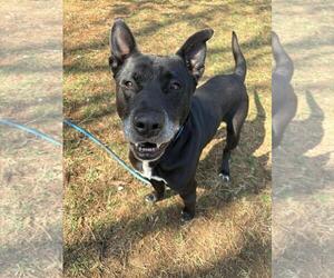 Eurasier-German Shepherd Dog Mix Dogs for adoption in Front Royal, VA, USA