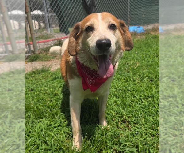 Medium Photo #2 Beagle-Unknown Mix Puppy For Sale in Newfoundland, PA, USA