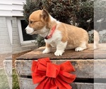 Small #3 Pembroke Welsh Corgi