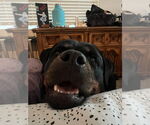 Small #6 Rottweiler