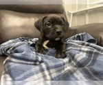 Small Photo #83 American Bully Puppy For Sale in REESEVILLE, WI, USA