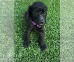 Small Photo #3 Poodle (Standard) Puppy For Sale in MARICOPA, AZ, USA