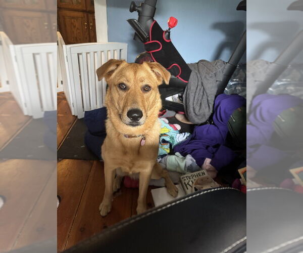 Medium Photo #4 Golden Labrador Puppy For Sale in Brewster, NY, USA