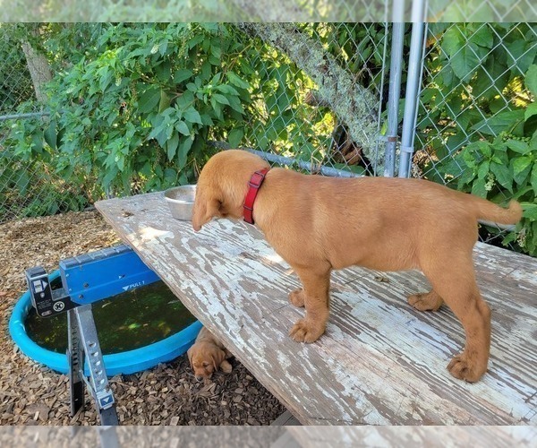 Medium Photo #3 Labrador Retriever Puppy For Sale in ACUSHNET, MA, USA