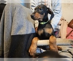 Small #13 Doberman Pinscher