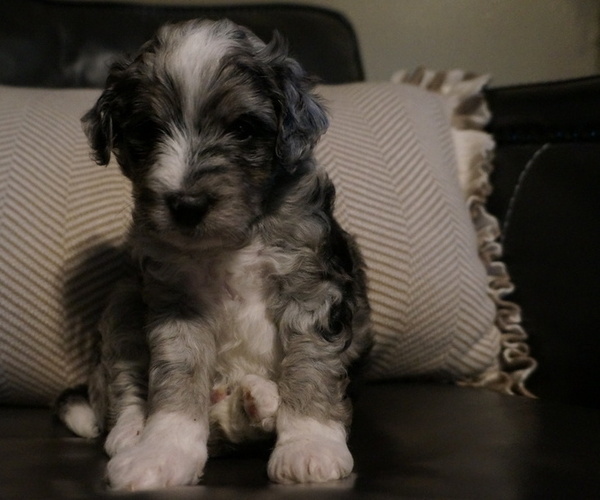 Medium Photo #10 Golden Mountain Doodle  Puppy For Sale in JIM FALLS, WI, USA