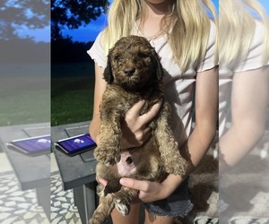 Poodle (Standard) Puppy for sale in WEST PLAINS, MO, USA
