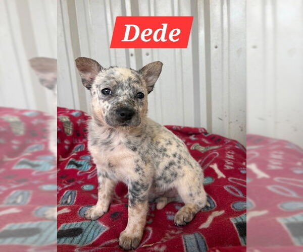 Medium Photo #2 Red Heeler-Unknown Mix Puppy For Sale in The Woodlands, TX, USA