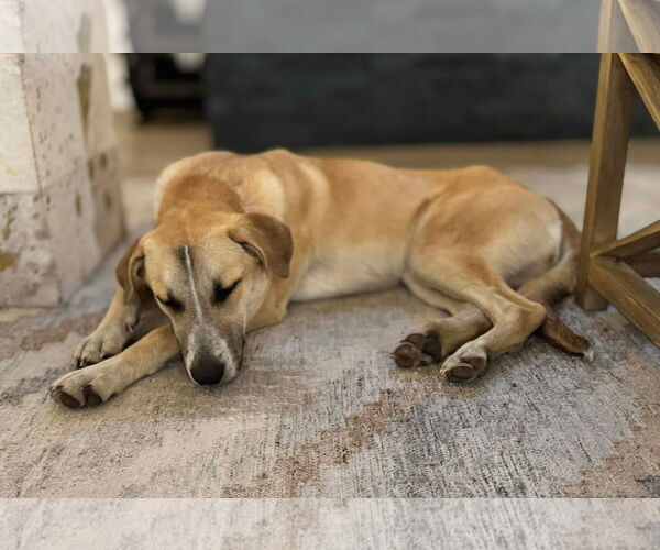 Medium Photo #2 Mutt Puppy For Sale in Dallas, TX, USA