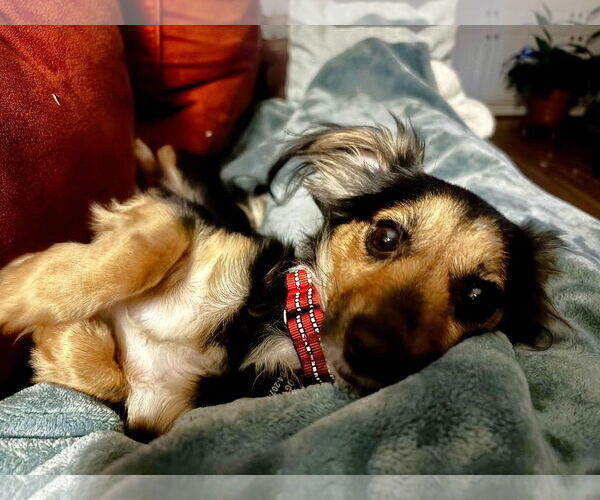 Medium Photo #4 Dachshund Puppy For Sale in Arlington, VA, USA