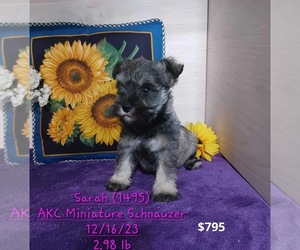 Schnauzer (Miniature) Puppy for Sale in TOPEKA, Indiana USA