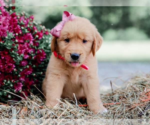 Medium Photo #4 Golden Retriever Puppy For Sale in LIBERTY, KY, USA