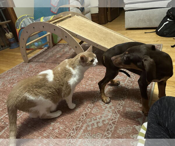 Medium Photo #3 Doberman Pinscher-Unknown Mix Puppy For Sale in Minneaoplis, MN, USA