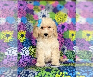 Goldendoodle (Miniature) Puppy for sale in KIRKWOOD, PA, USA