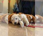 Small Photo #11 Goldendoodle Puppy For Sale in GLENDALE, CA, USA