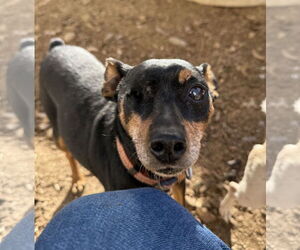 Miniature Pinscher Dogs for adoption in Chico, CA, USA
