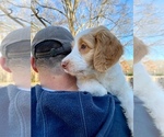 Small Photo #17 F2 Aussiedoodle Puppy For Sale in CHAPEL HILL, NC, USA