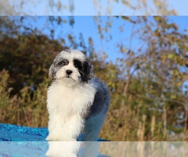 Medium Photo #17 ShihPoo Puppy For Sale in DYERSBURG, TN, USA