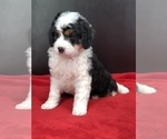 Small Photo #4 Miniature Bernedoodle Puppy For Sale in SUGARCREEK, OH, USA