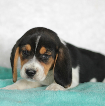 Medium Photo #1 Beagle Puppy For Sale in GAP, PA, USA