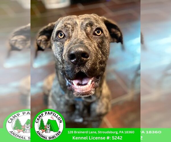 Medium Photo #3 Mutt Puppy For Sale in Stroudsburg, PA, USA