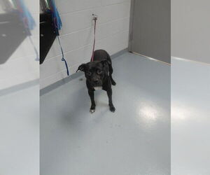 American Pit Bull Terrier Dogs for adoption in St. Cloud, FL, USA