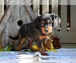 Small Photo #1 Cavapoo Puppy For Sale in MILLERSBURG, OH, USA