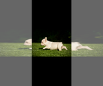 Small #4 French Bulldog