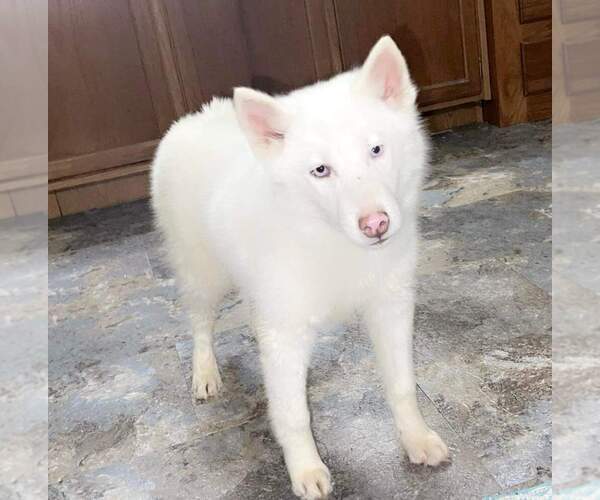 Medium Photo #4 Siberian Husky Puppy For Sale in SANDY HOOK, KY, USA