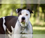 Small #7 American Staffordshire Terrier Mix