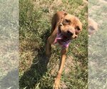 Small #1 Staffordshire Bull Terrier Mix