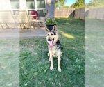 Small Photo #2 German Shepherd Dog-Unknown Mix Puppy For Sale in Denton, TX, USA
