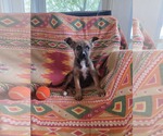 Small #4 German Shepherd Dog Mix