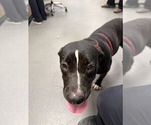 American Pit Bull Terrier-Unknown Mix Dogs for adoption in Corpus Christi, TX, USA