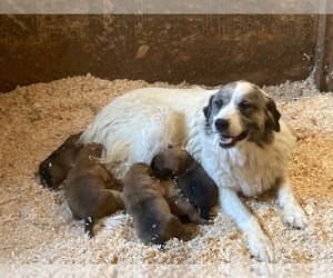 Mother of the Great Pyrenees-Rottweiler Mix puppies born on 07/19/2025