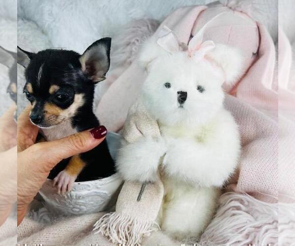 Medium Photo #21 Chihuahua Puppy For Sale in MIAMI BEACH, FL, USA