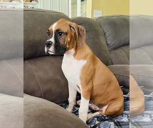 Boxer Puppy for Sale in CLAREMORE, Oklahoma USA