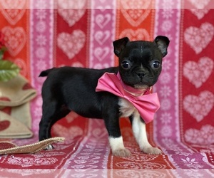 Boston Terrier Puppy for sale in LANCASTER, PA, USA